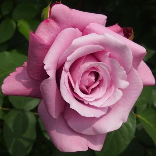 E-commerce, vendita, rose, in, vaso rose floribunde - porpora - Rosa Violette Parfum - rosa intensamente profumata - Mathias Tantau, Jr. - ,-